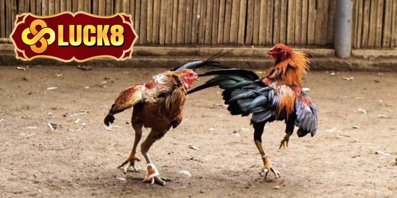 Chiến kê thi đấu được phân loại theo các chạng 