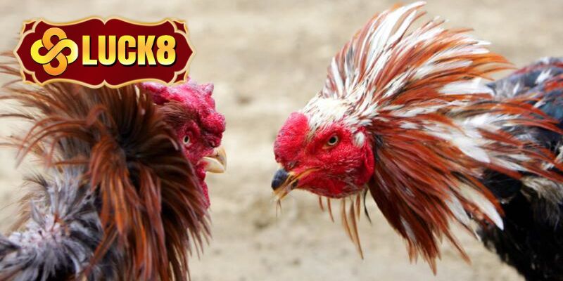 Đá gà Campuchia Luck8 được hội viên yêu thích 