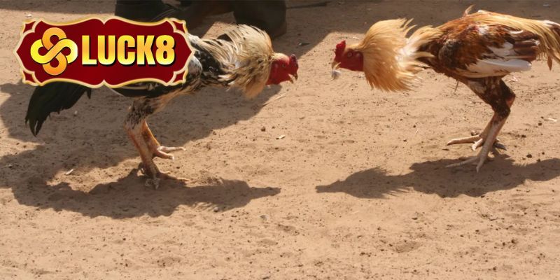 Quy tắc chơi đá gà cần mọi người tuân thủ 
